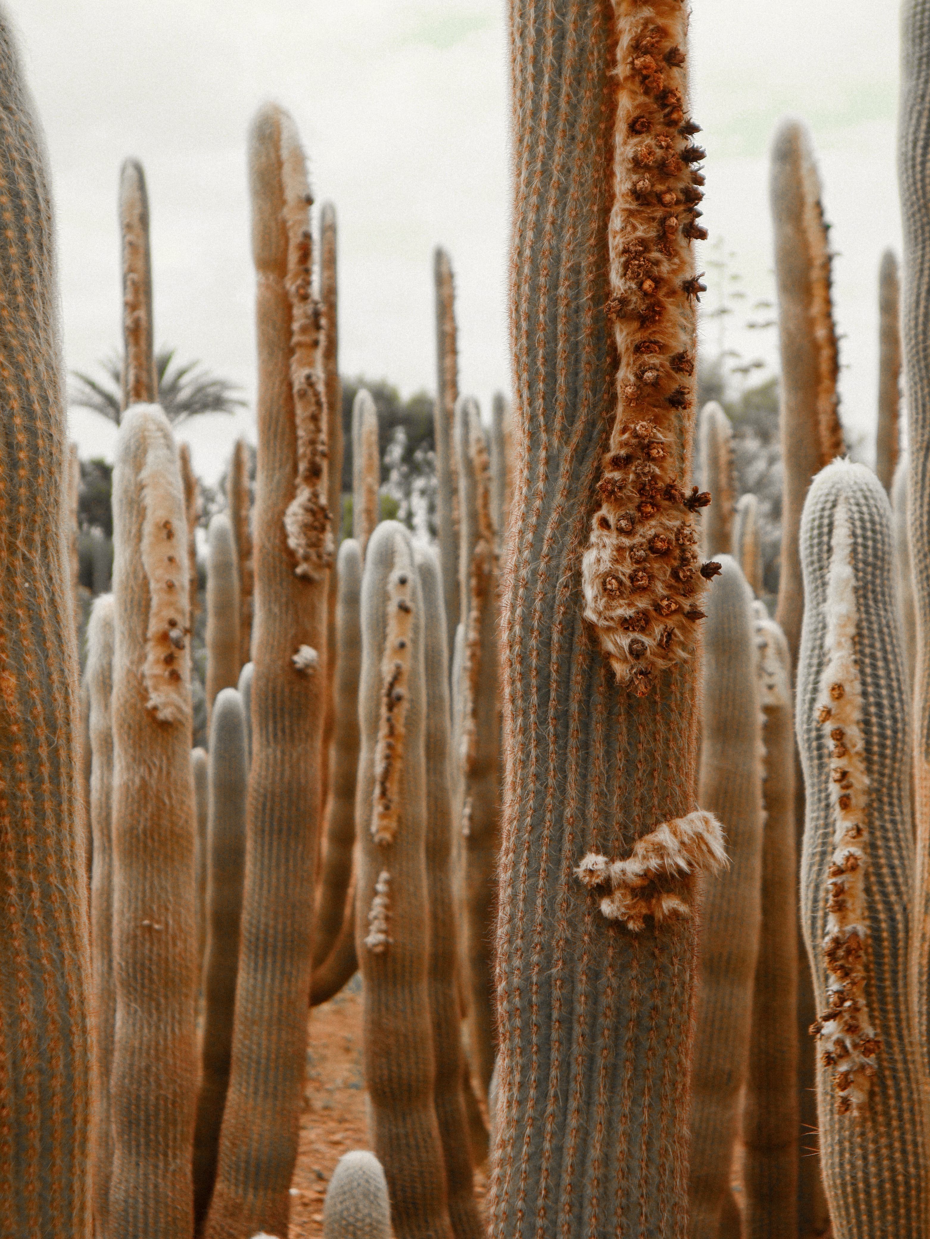 Tall cacti in formation