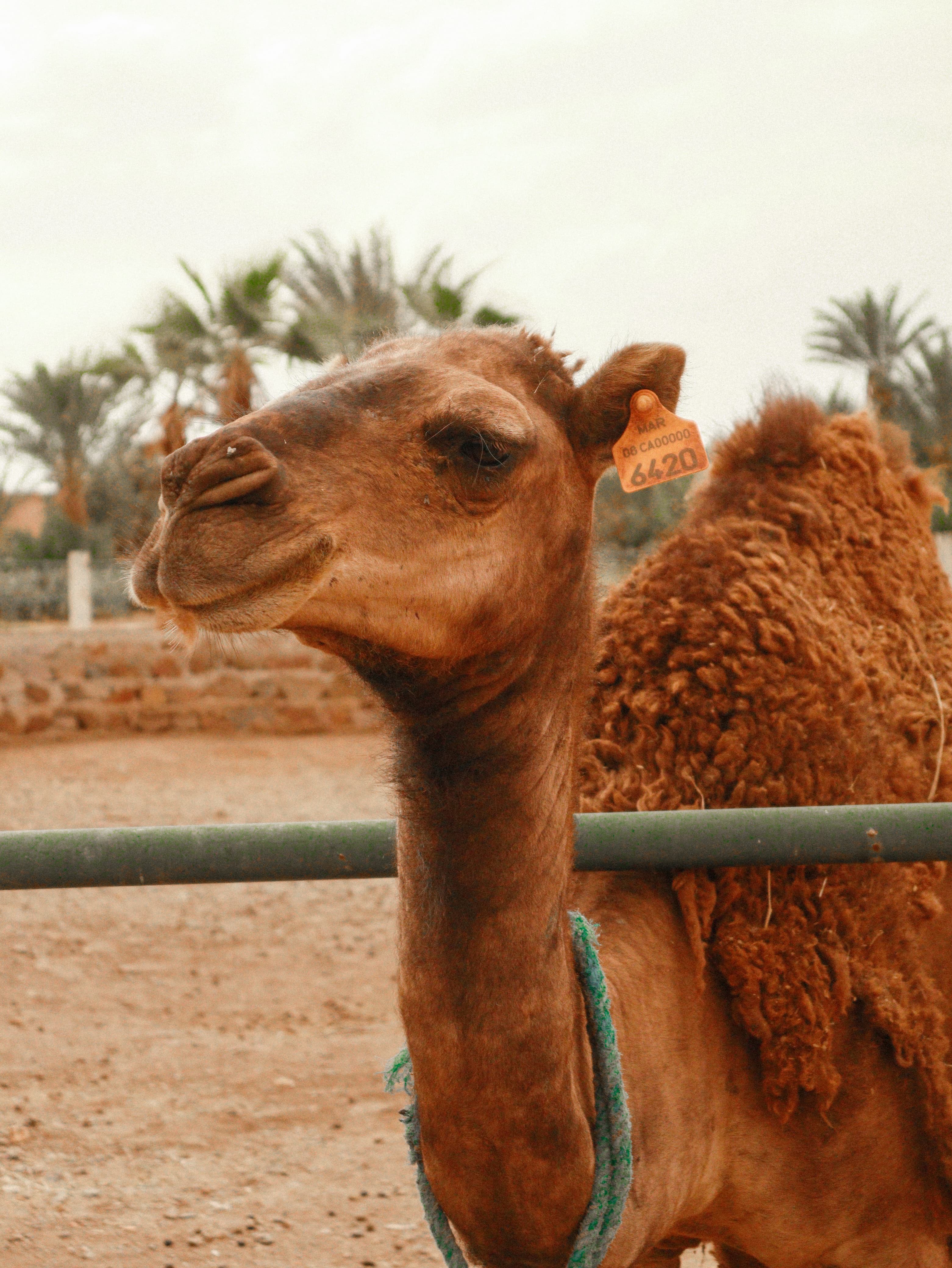 Camel with ear tag